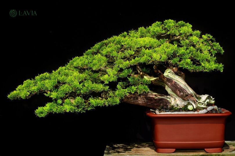 Cách chăm sóc cây trắc bách diệp bonsai